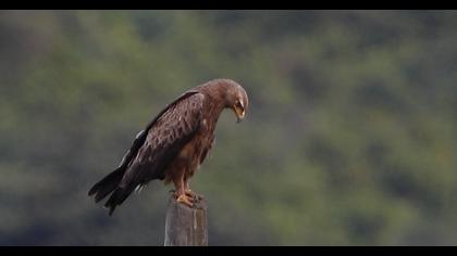 Küçük orman kartalı