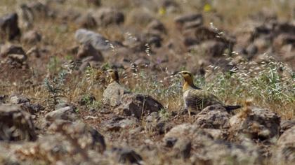 Kılkuyruk bağırtlak