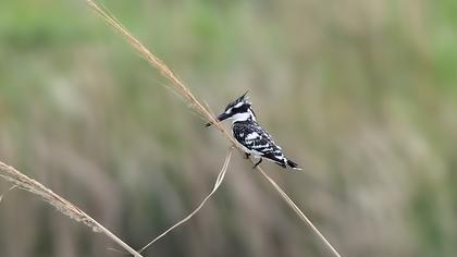 Alaca yalıçapkını