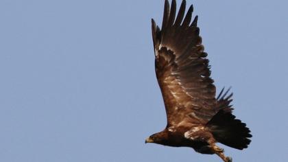 Küçük orman kartalı