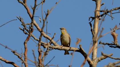 Sarıboğazlı serçe