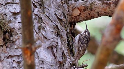 Bahçe tırmaşıkkuşu