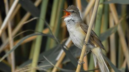 Büyük kamışçın