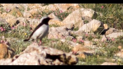 Aksırtlı kuyrukkakan