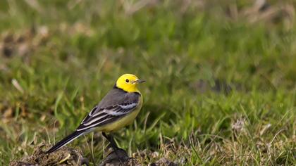 Sarıbaşlı kuyruksallayan