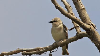 Sarıboğazlı serçe