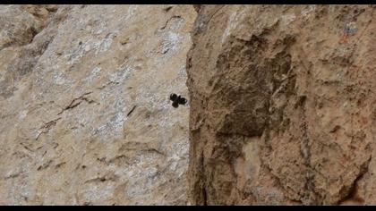 Duvar tırmaşıkkuşu