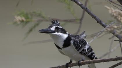 Alaca yalıçapkını