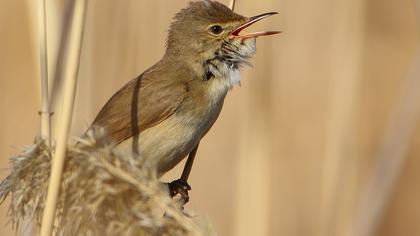 Büyük kamışçın
