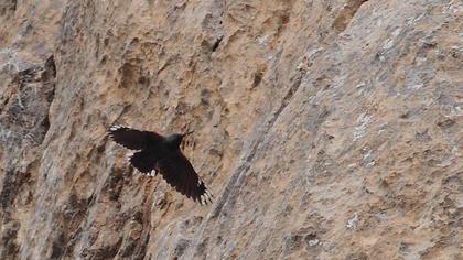 Duvar tırmaşıkkuşu