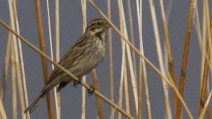 Bataklık Kirazkuşu