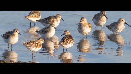 Karakarınlı kumkuşu