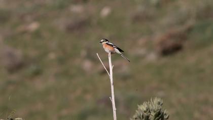 Maskeli örümcekkuşu