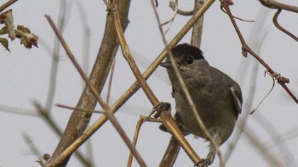 Karabaşlı ötleğen