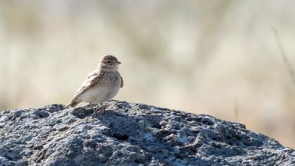 Türkistan çorak toygarı
