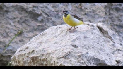 Dağ kuyruksallayanı