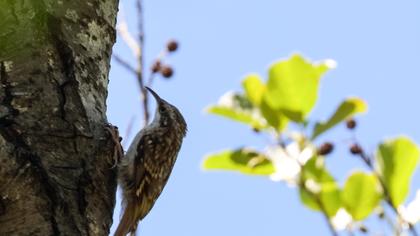 Bahçe tırmaşıkkuşu