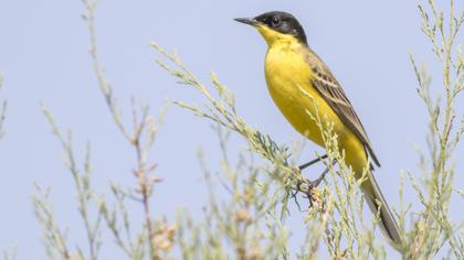 Sarı kuyruksallayan