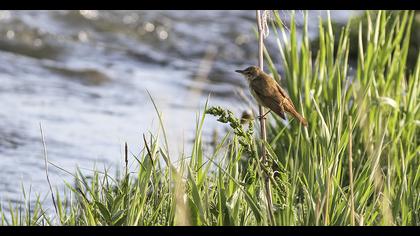 Büyük kamışçın