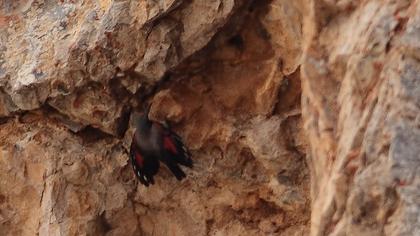 Duvar tırmaşıkkuşu