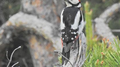 Orman alaca ağaçkakanı