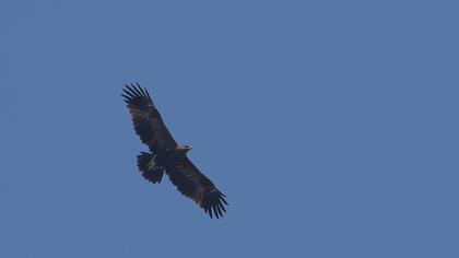 Küçük orman kartalı