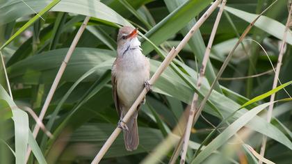 Büyük kamışçın