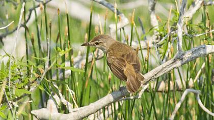 Çalı kamışçını