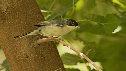 Pembegöğüslü ötleğen