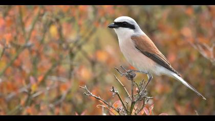 Kızılsırtlı örümcekkuşu