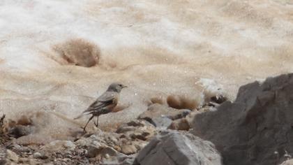 Büyük dağbülbülü