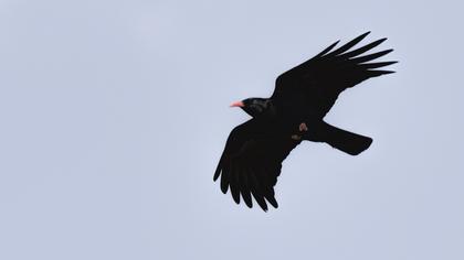 Kırmızıgagalı dağ kargası