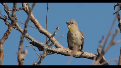 Sarıboğazlı serçe
