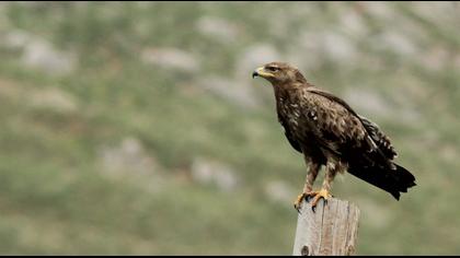 Küçük orman kartalı