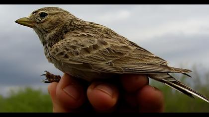 Türkistan çorak toygarı