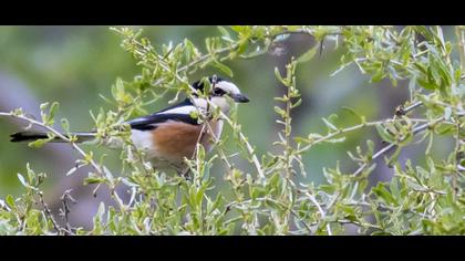 Maskeli örümcekkuşu