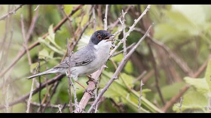 Pembegöğüslü ötleğen