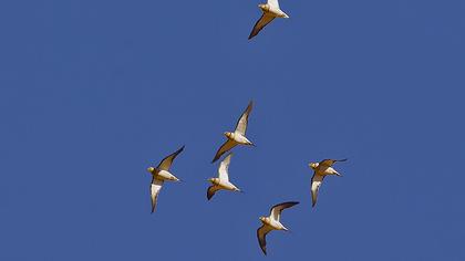 Kılkuyruk bağırtlak