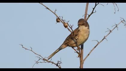 Akgerdanlı ötleğen
