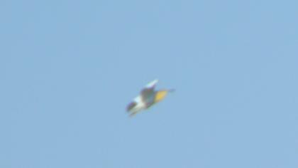 Erguvani balıkçıl