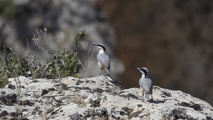 Büyük kaya sıvacısı