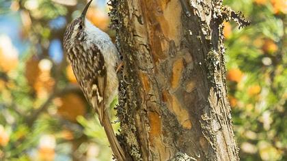 Bahçe tırmaşıkkuşu