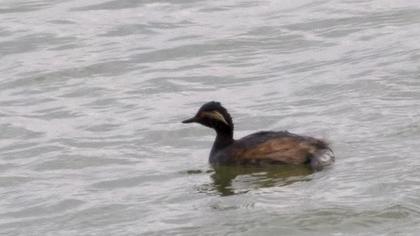 Karaboyunlu batağan