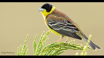 Karabaşlı kirazkuşu