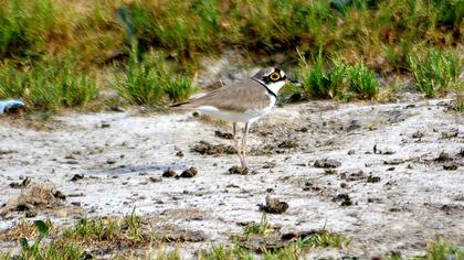 Halkalı küçük cılıbıt