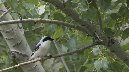Karaalınlı örümcekkuşu