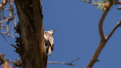 Bahçe tırmaşıkkuşu