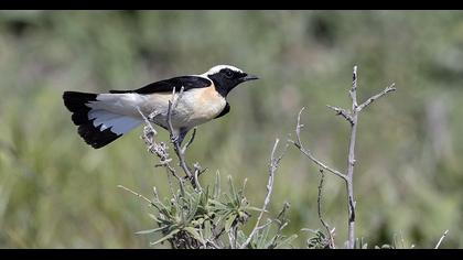 Karakulaklı kuyrukkakan
