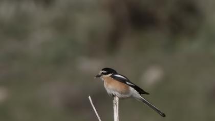 Maskeli örümcekkuşu