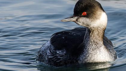 Karaboyunlu batağan